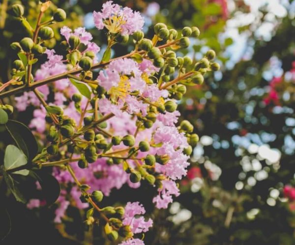 Crepe Myrtle