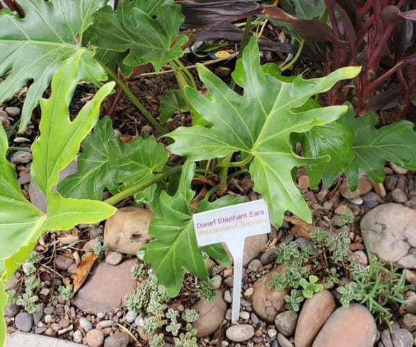 Dwarf Elephant Ears