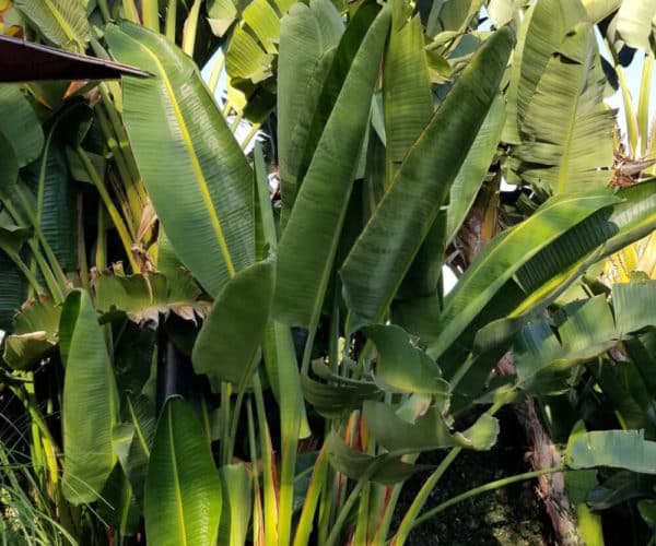 Giant Bird of Paradise