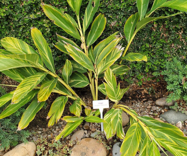 Ginger Variegated Shell