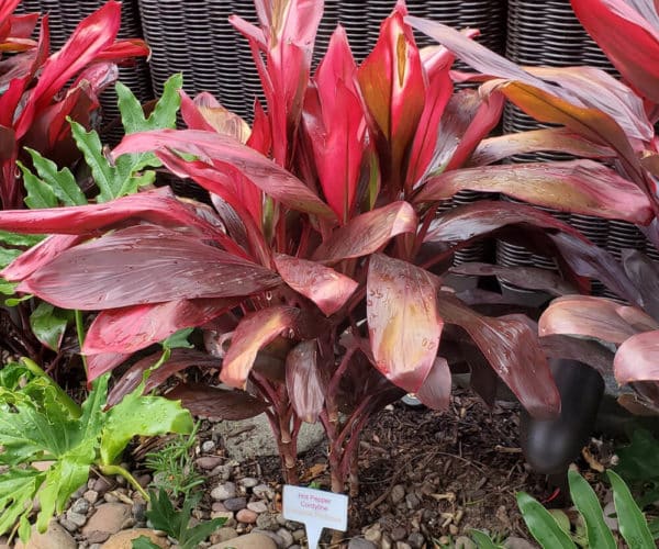 Hot Pepper Cordyline