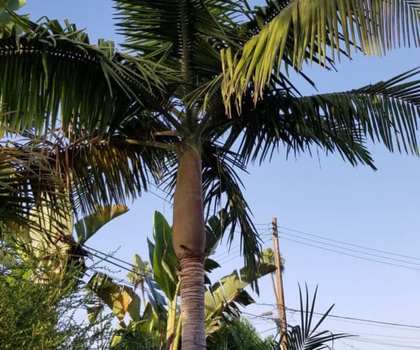 King Palm