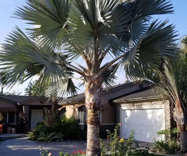 Madacascar Blue Palm