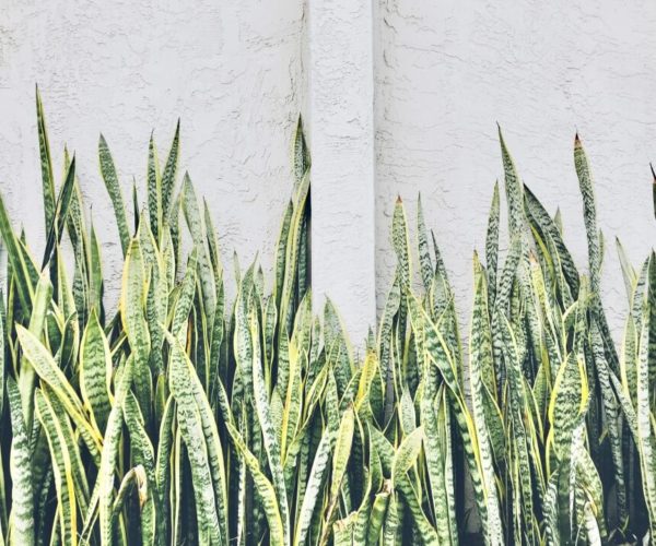 Mother-In-Law’s Tongue