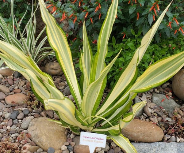Paper Leaf Agave