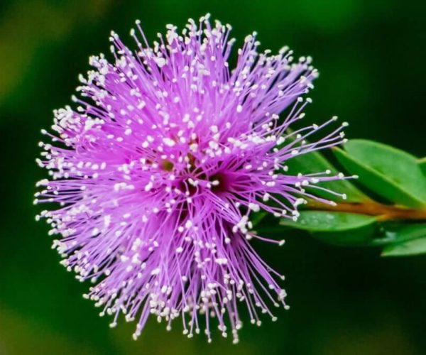 Pink Melaleuca
