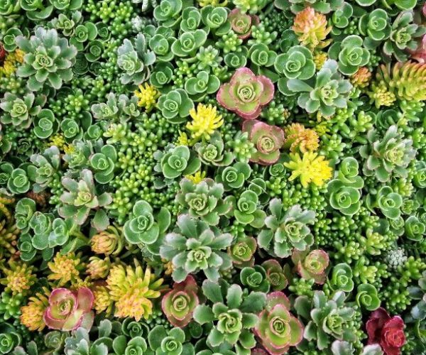 Sedum