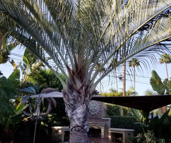 Triangle Palm